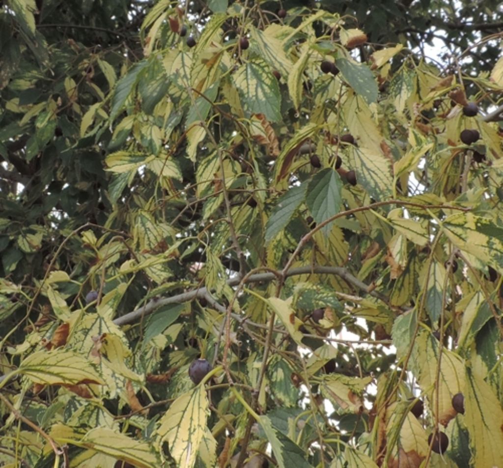 Bagolaro ?  S, Celtis australis